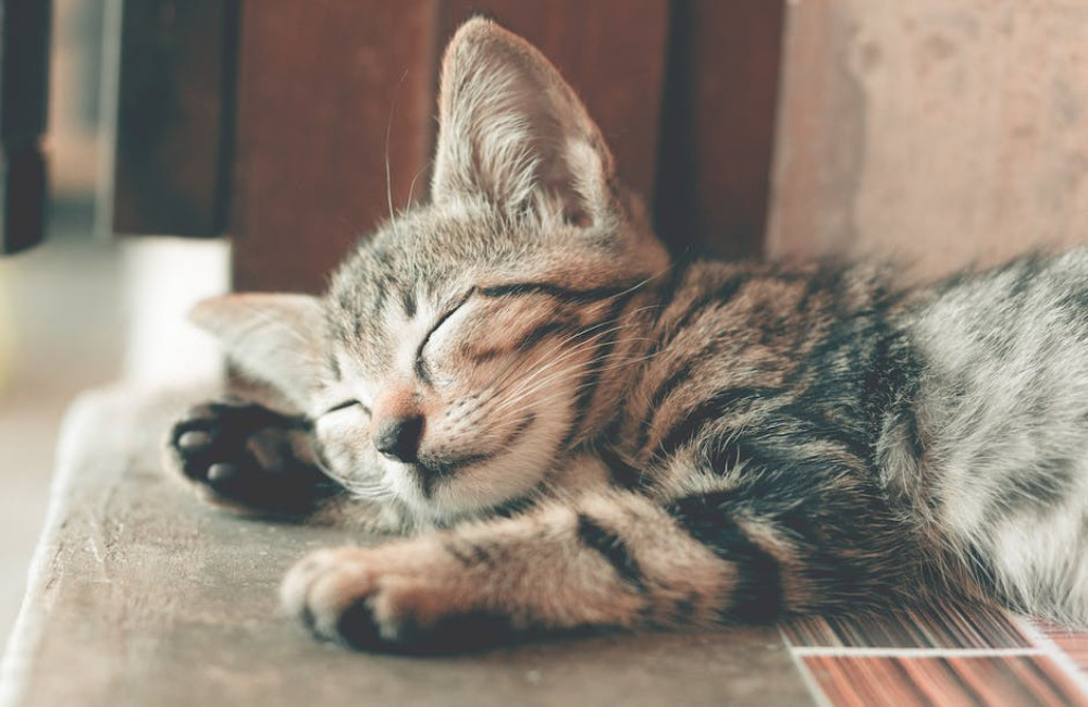 Wat betekent de uitdrukking ‘de kat uit de boom kijken’?