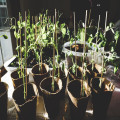 Plantenbak rattan? Stijlvolle én onderhoudsvriendelijke keuze voor tuin of balkon!