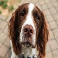 Waarom slapen honden op hun rug?