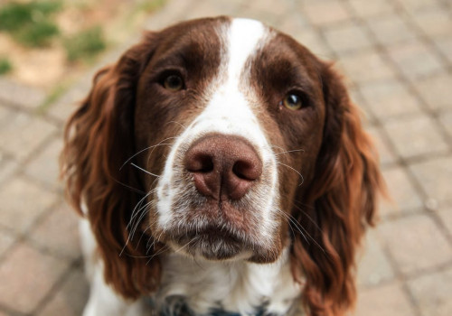 Waarom slapen honden op hun rug?