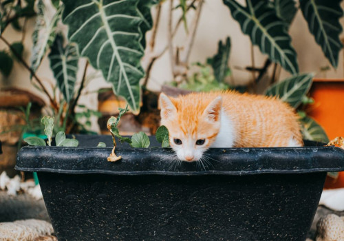 Salvia giftig voor katten: praktische info