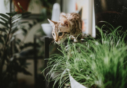 Salvia giftig voor katten? Gezondheidscheck voor kattenbaasjes