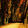 Screens in het najaar: zo houd je de lage herfstzon buiten