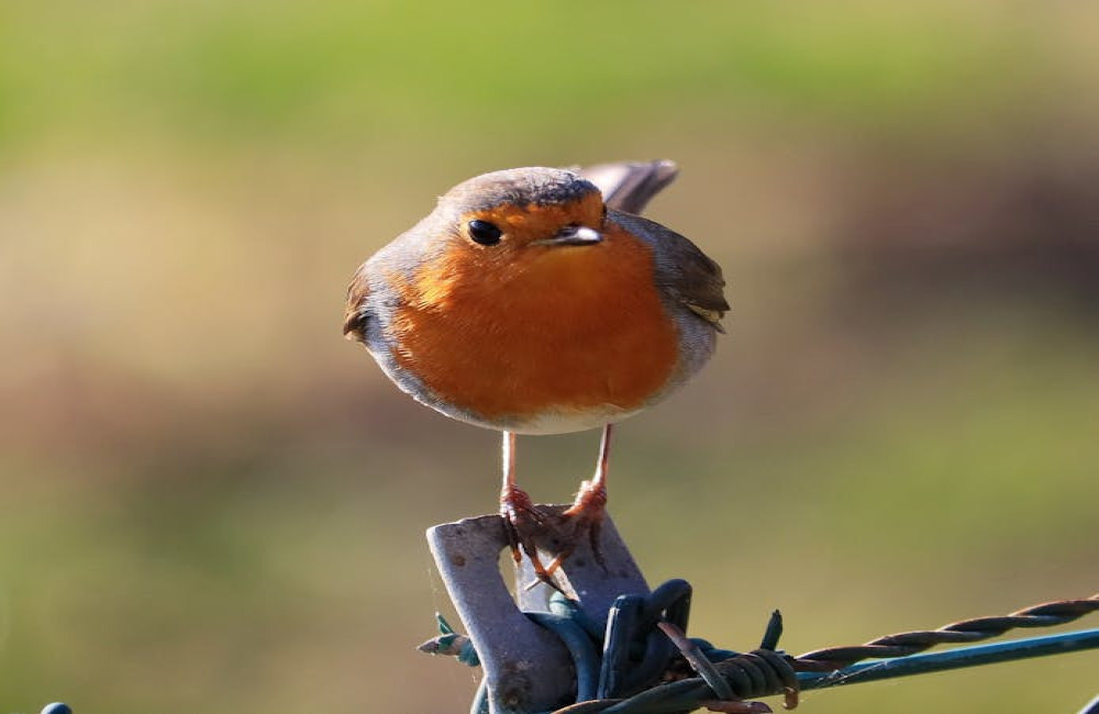 De magie van tuinvogels: jouw paradijs creëren