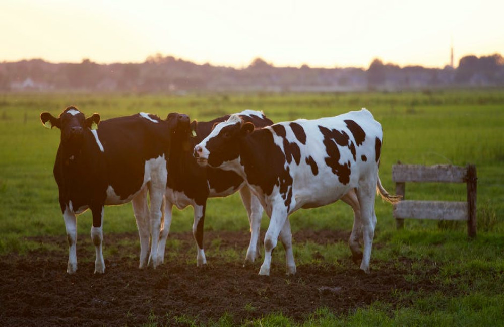 Anti-mors voerdosator: goed voor de boer en het melkvee