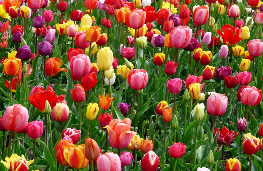 Waarom kiezen voor tulpen in je tuin?