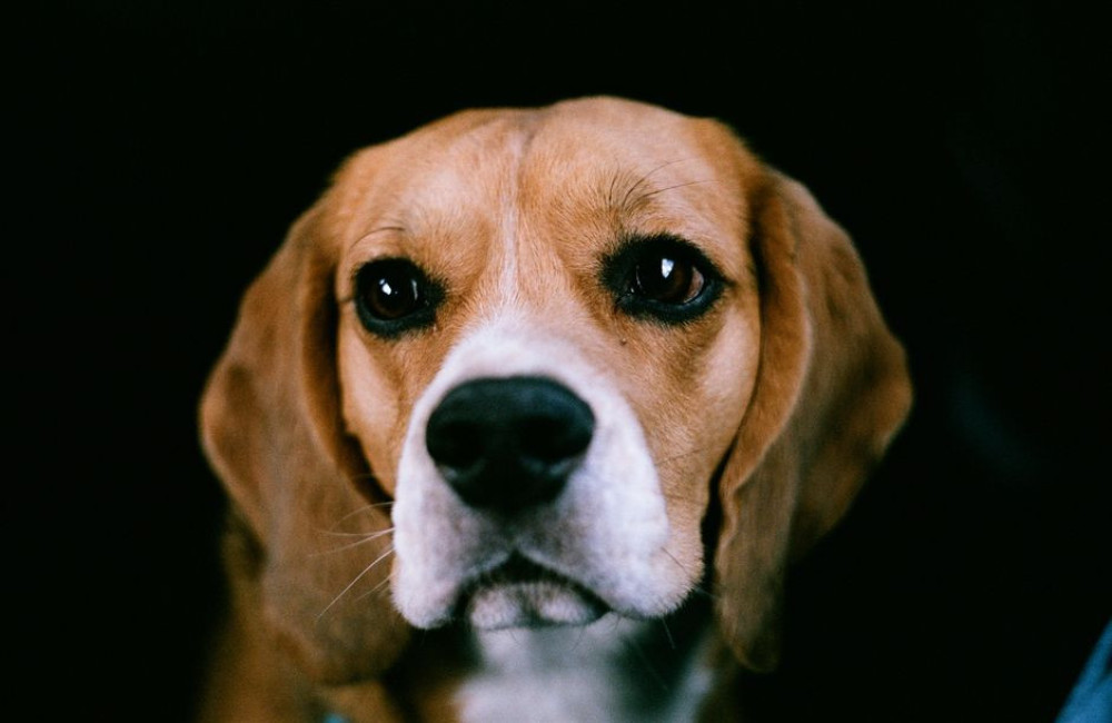 Nederlandse naam beagle: zo heet dit hondenras bij ons en waar de naam vandaan komt